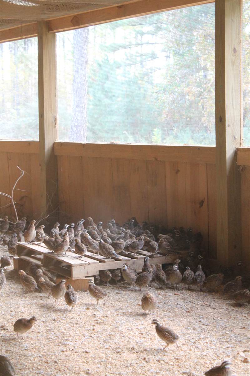A tight group of bobwhite quail on the sand floor of the barn