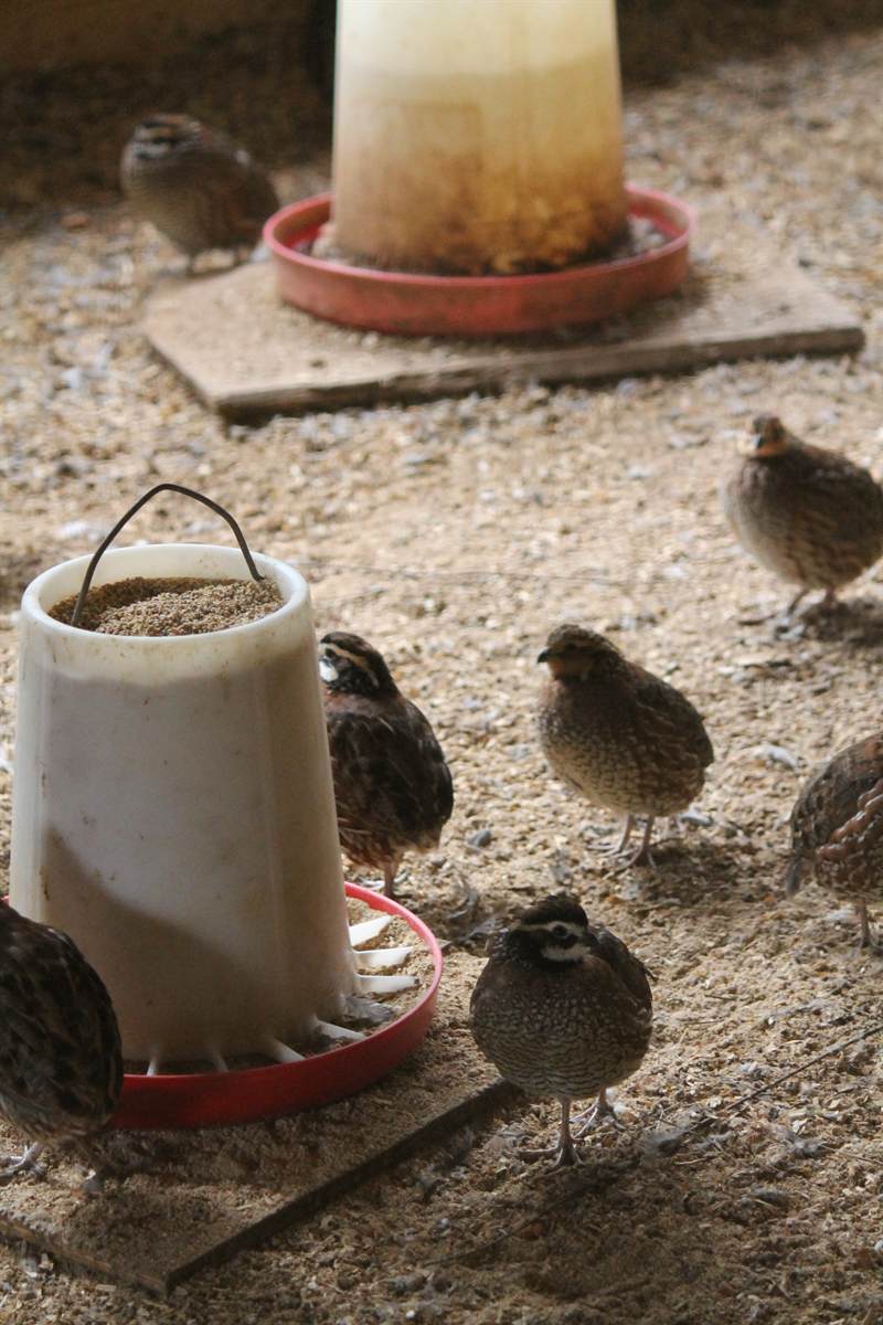Bobwhite quail gathered around a hanging feeder in the barn