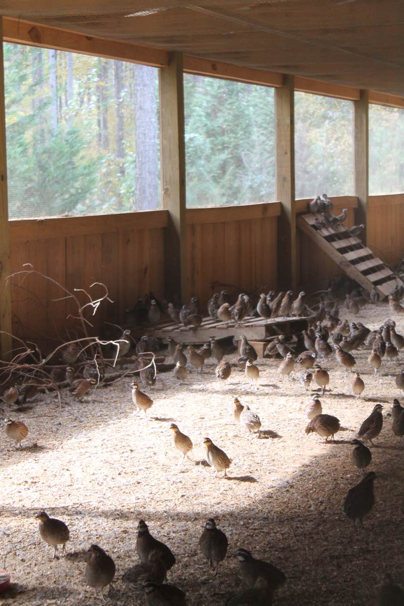 Dozens of bobwhite quail on the floor of the flight barn in low light