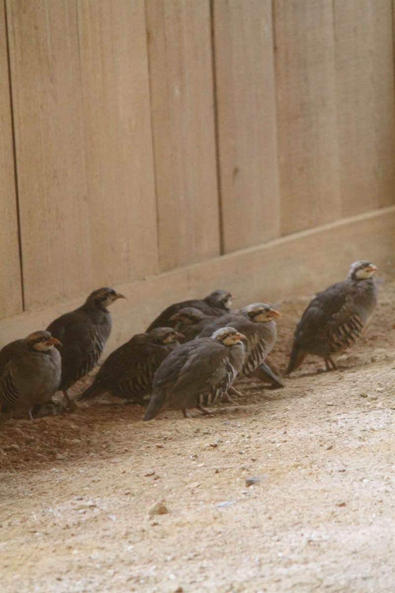 Four bobwhite quail walking along the base of a barn wall