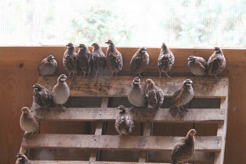 A row of bobwhite quail perched shoulder to shoulder along a roost rail