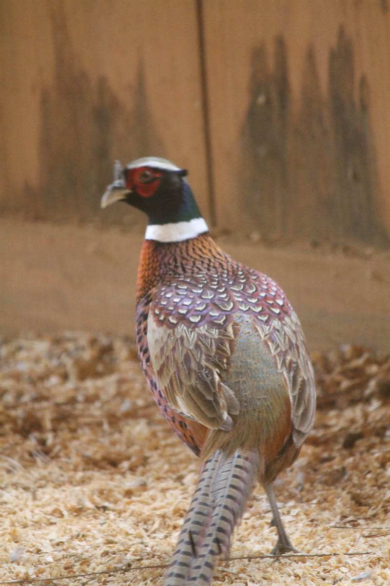 A ring-necked cock pheasant standing against the barn wall in full colour