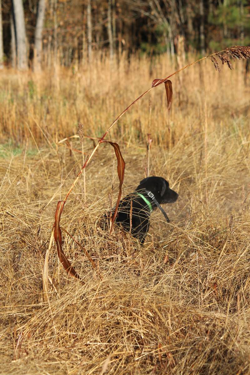 A black Labrador pushing through tall golden broomsedge