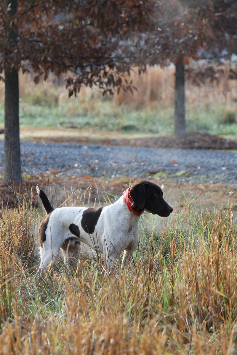 A German shorthaired pointer standing on point in frosted broomsedge beside a gravel track