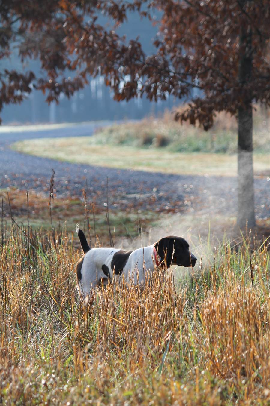 A pointer locked on point in frosted broomsedge with mist rising behind it