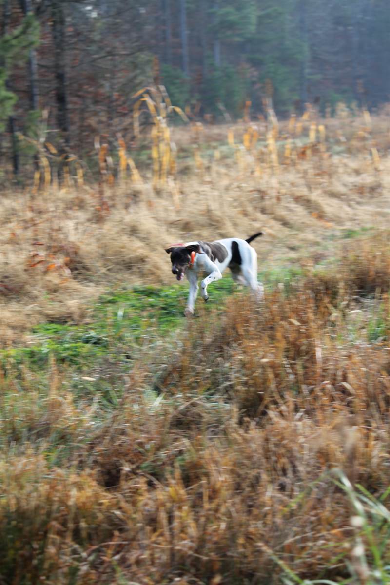 A pointer at full stride through broomsedge with mist behind it