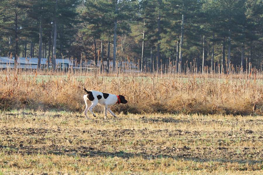 Hunters and dogs working a sunlit broomsedge field at DanMar Plantation