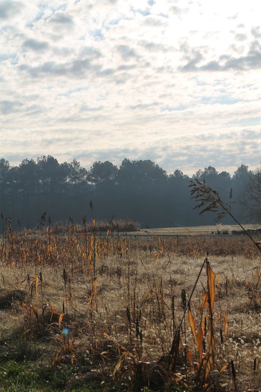 Mist lying over a broomsedge field at DanMar Plantation just after sunrise