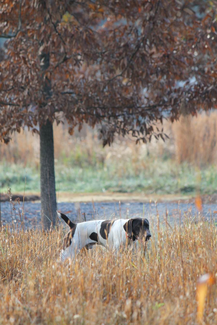 A pointer standing rigid on point in frosted broomsedge with mist behind