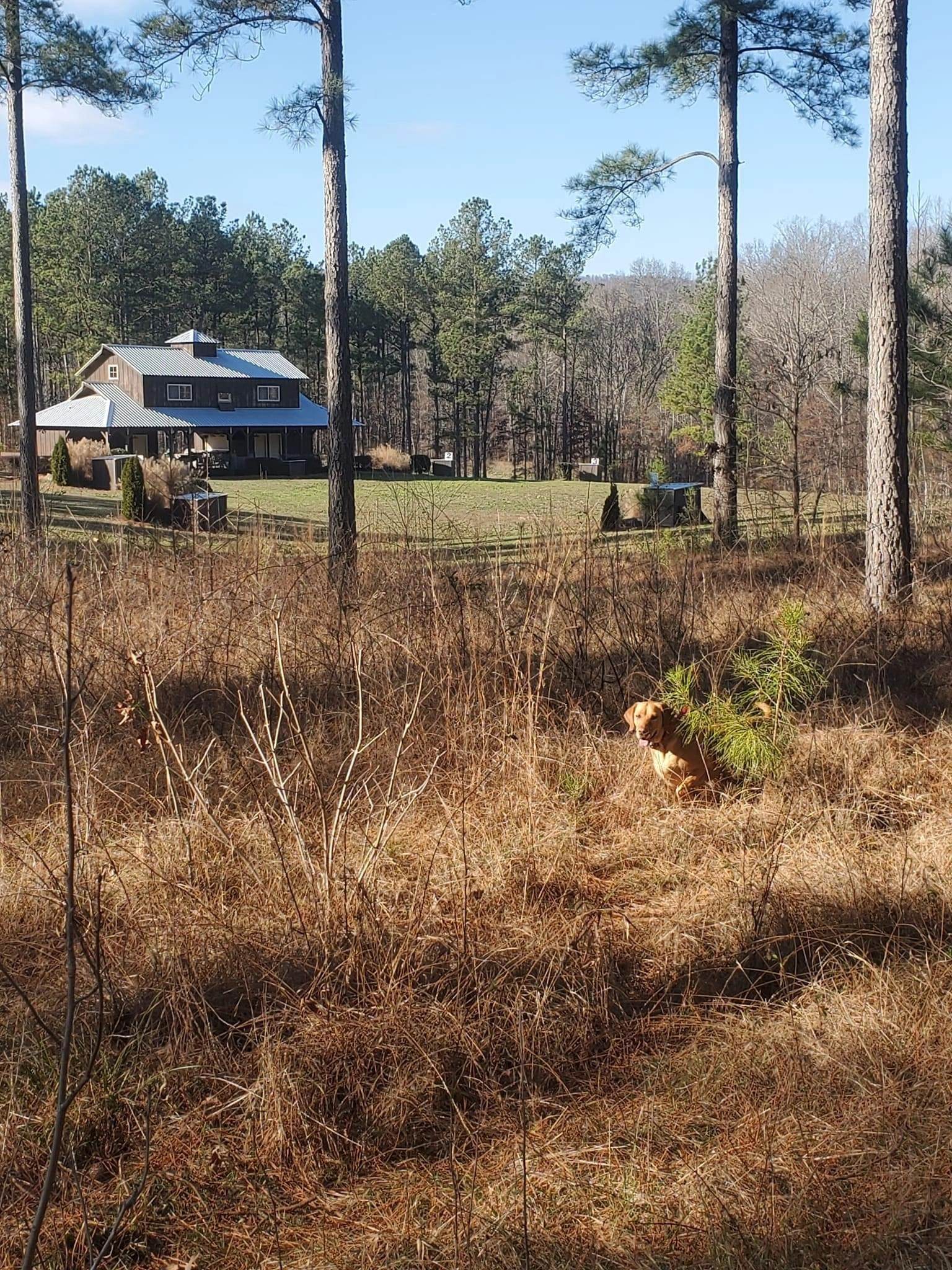 The DanMar lodge above a mown field with numbered shooting stations and a yellow Labrador in the foreground