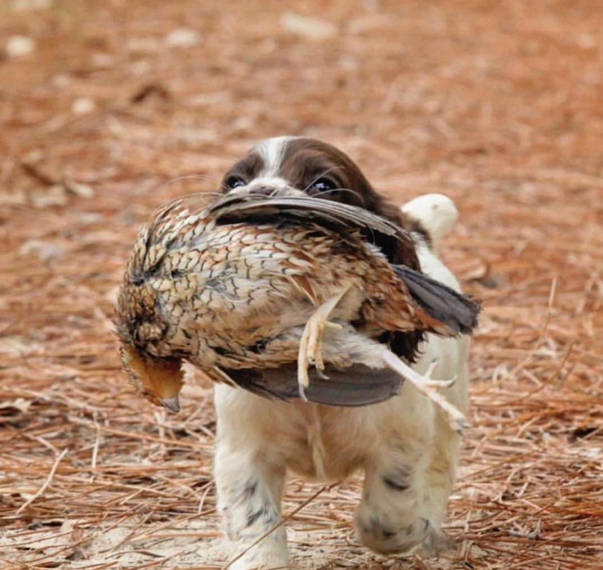A young dog carrying a bobwhite quail back across the pine straw
