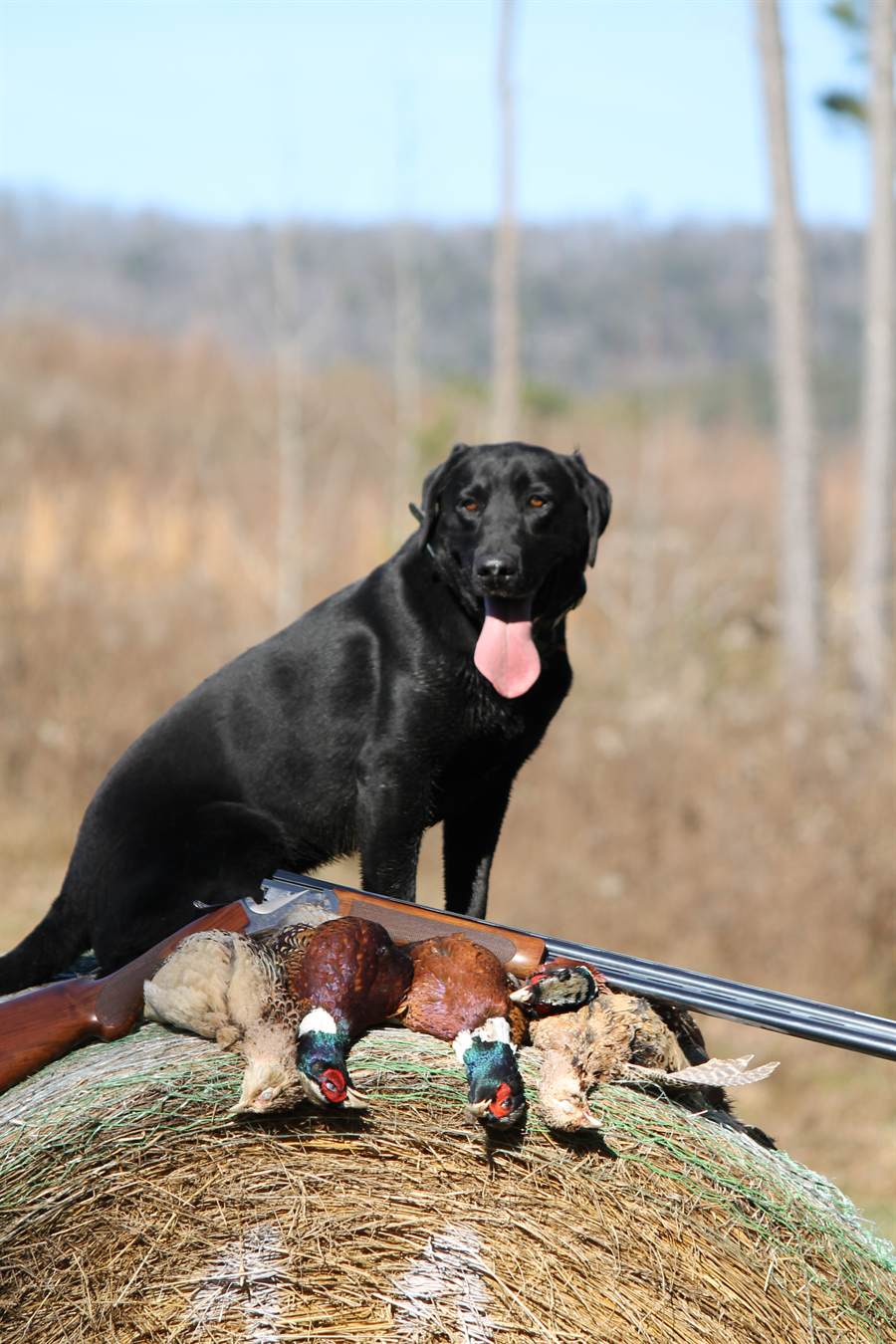 A black Labrador sitting on a round hay bale beside a side-by-side shotgun and five pheasants