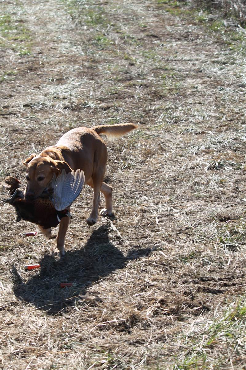 A fox-red Labrador carrying a cock pheasant back across the field
